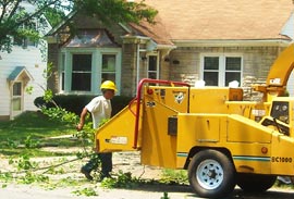 Tree Care in Louisville