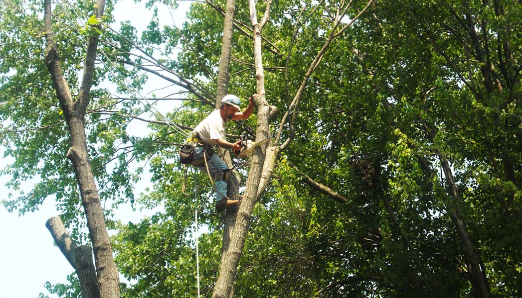 Louisville Tree Arborists