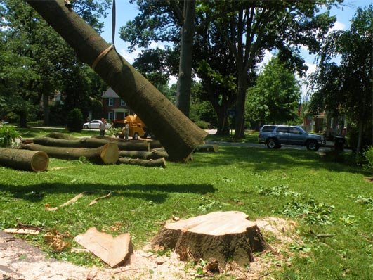 Louisville Tree Cutting Service