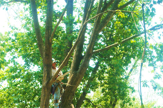 Tree Thinning Service in Louisville