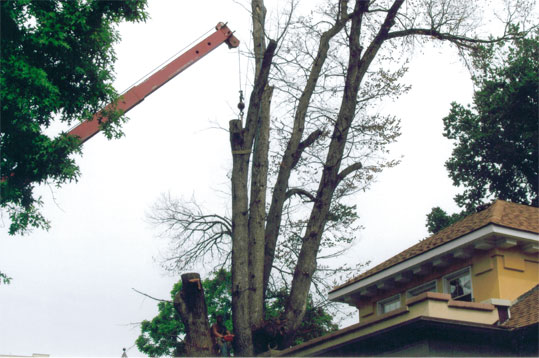 Tree Crane Service Louisville