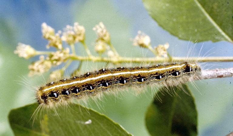 tent-caterpillar-in-kentucky