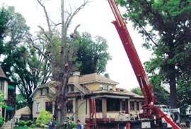 Louisville Tree Care