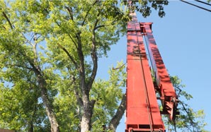 Tree Service in Louisville