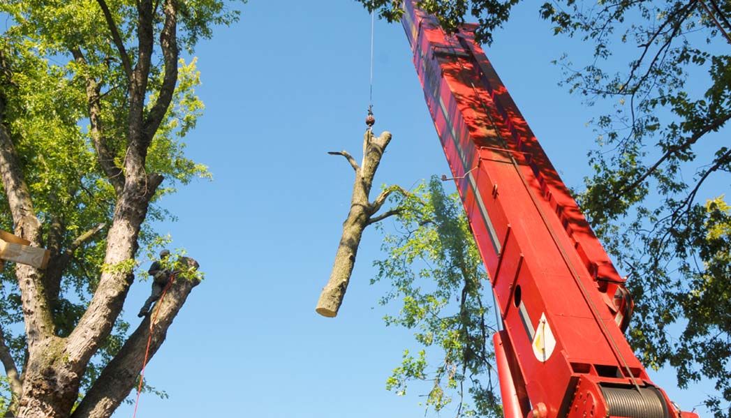 Tree Trimming Springfield Il