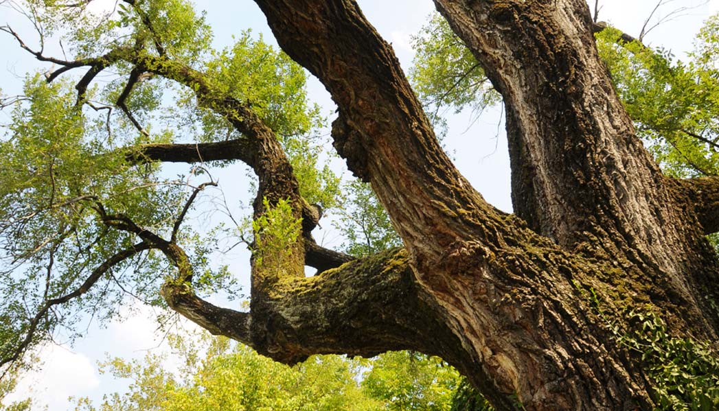 Louisville Tree Trimming