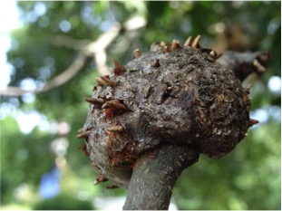 Horned Oak Gall