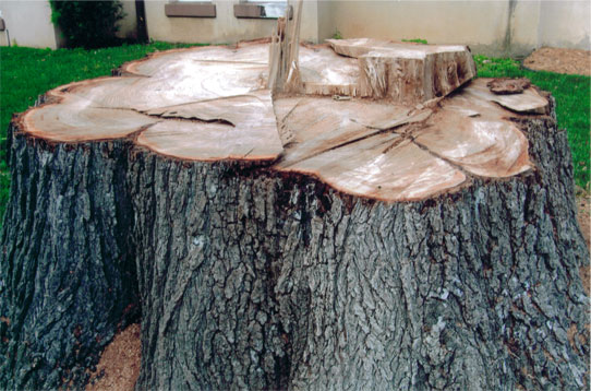 Stump Removal Louisville