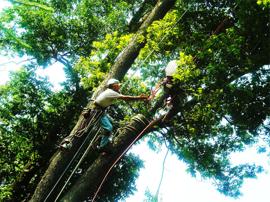 Louisville Tree Cabling and Bracing