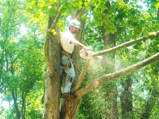 Louisville Tree Trimming